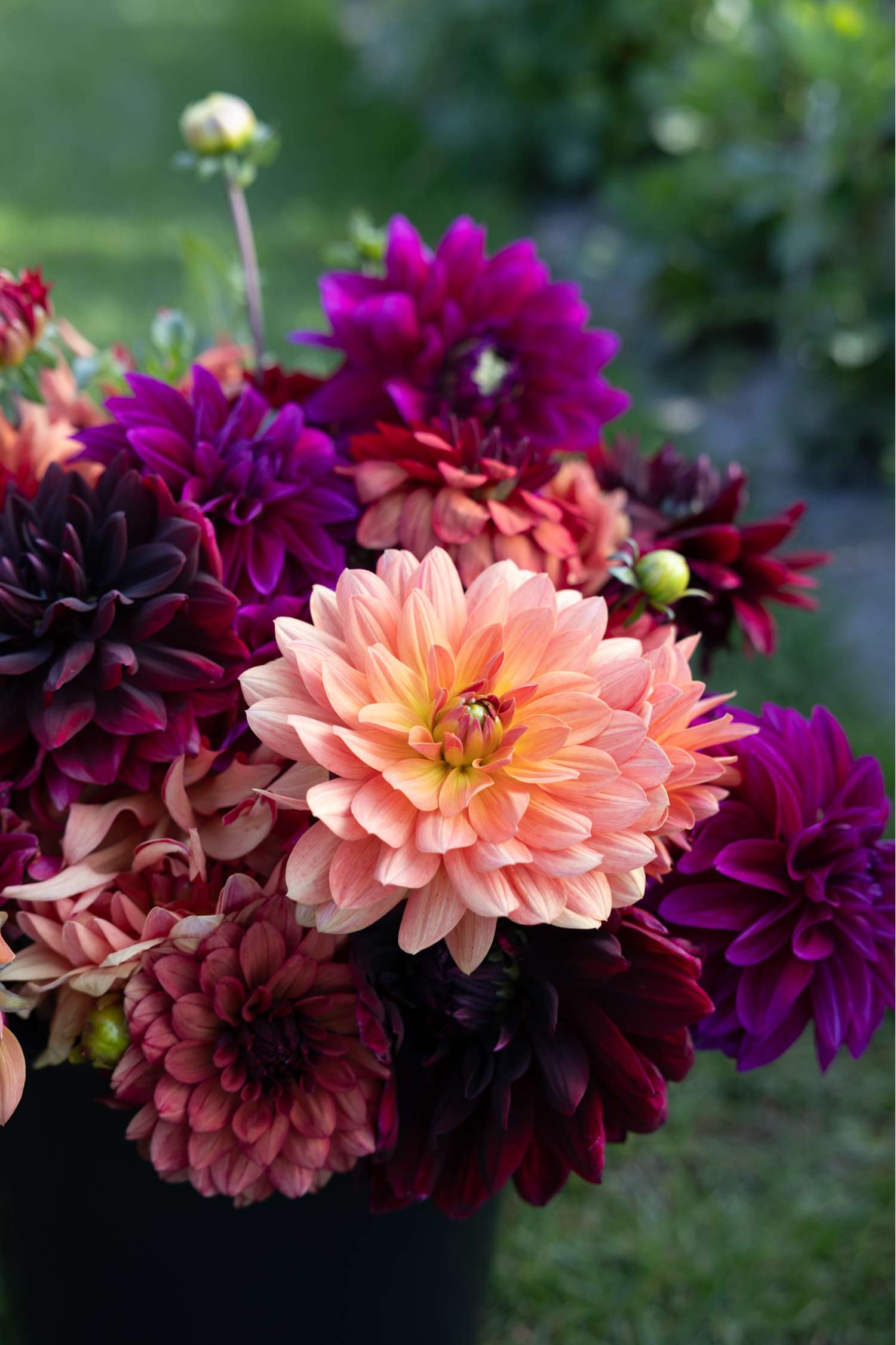 Collection dahlia 'Amber'